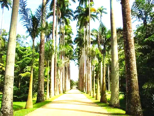 Jardim Botânico do Rio de Janeiro.