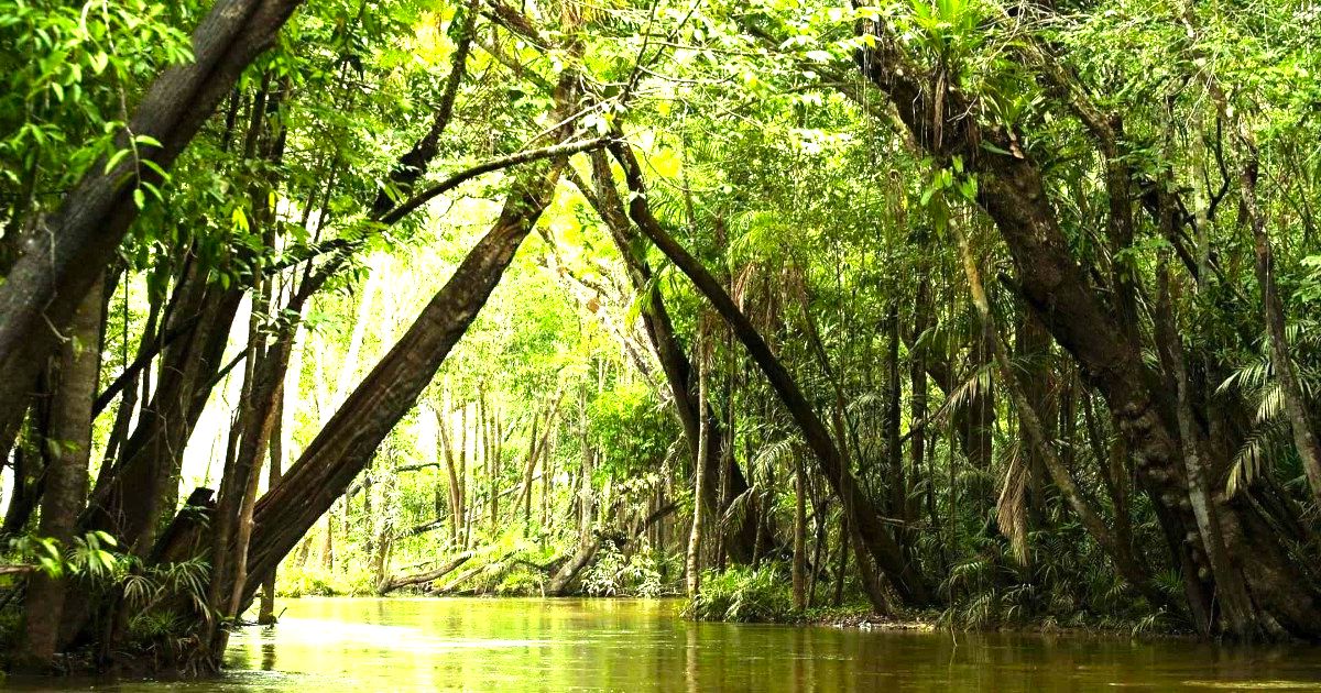 Sete Poemas Inspirados na Amazônia - O Pulmão do Mundo
