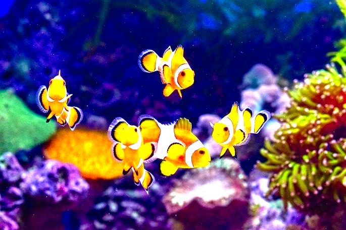 peixes amarelos nadando