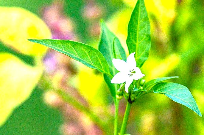 Retrato de uma flor de pimenta.