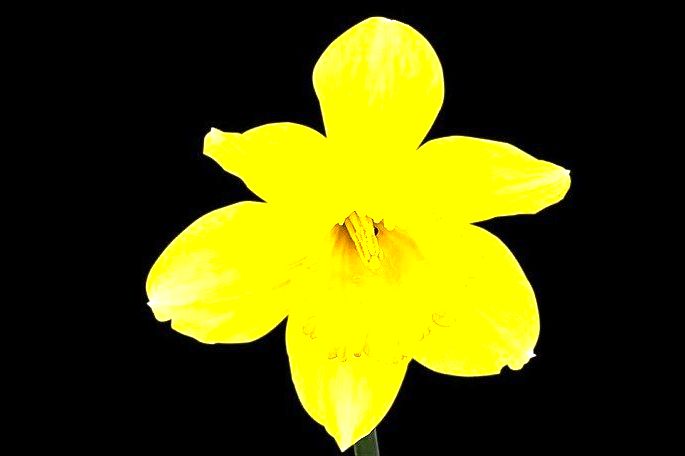 A flor de Narciso ( Narcissus).