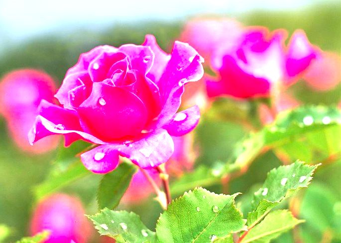 imagem de rosa cor-de-rosa com gotas de água