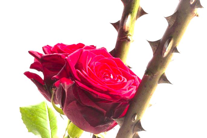 Rosa vermelha com espinhos