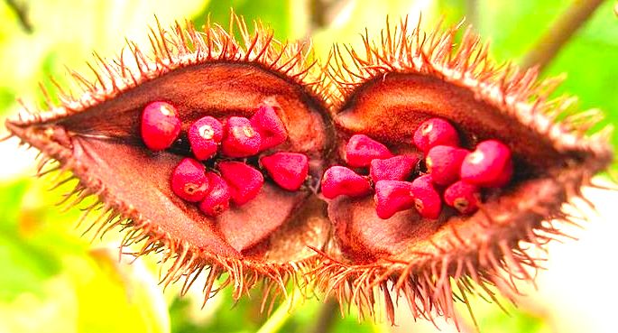 Urucum, fruto vermelho usado para criar tinta.